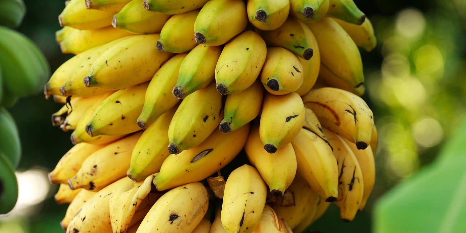 A bunch of ripe bananas on the plant